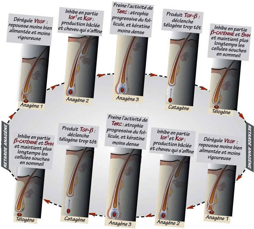 Cycle_negatif_androgenetique