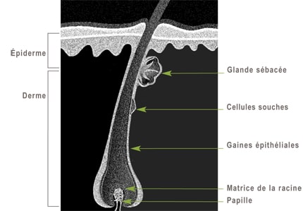 Follicule_pileux