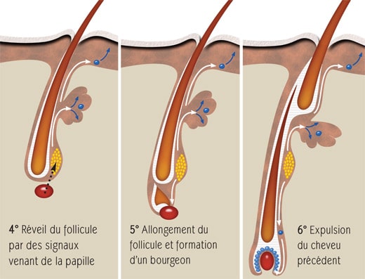 Reveil-follicule-pileux-nouveau-cheveu