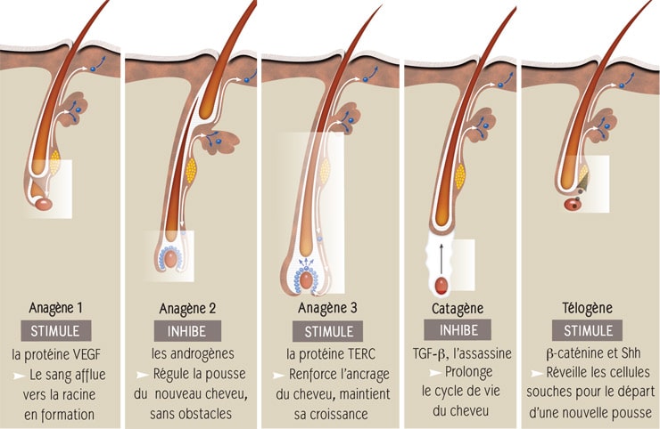 Action-clauderer-sur-cycle-capillaire