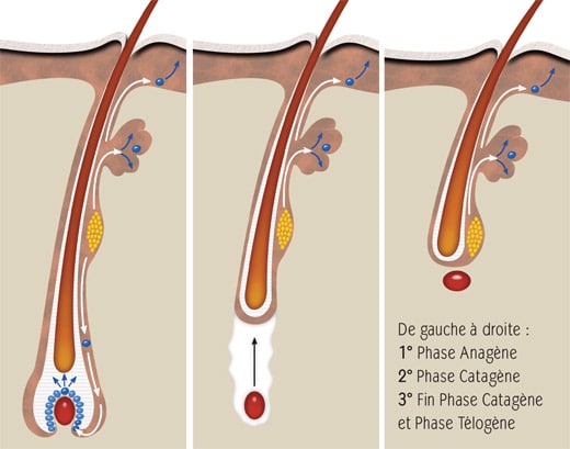 Follicule-pileux-anagene-catagene-telogene