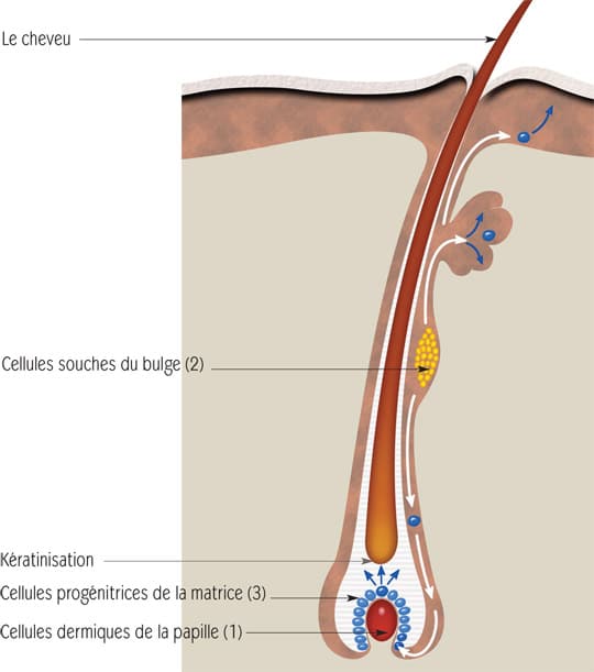 Follicules Pileux ➤ Centre Clauderer | Follicule Pileux Mort