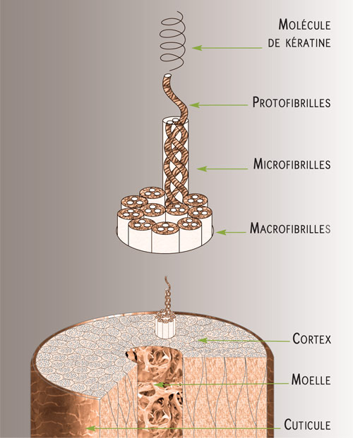 Qu’est-ce que la kératine du cheveu? 2