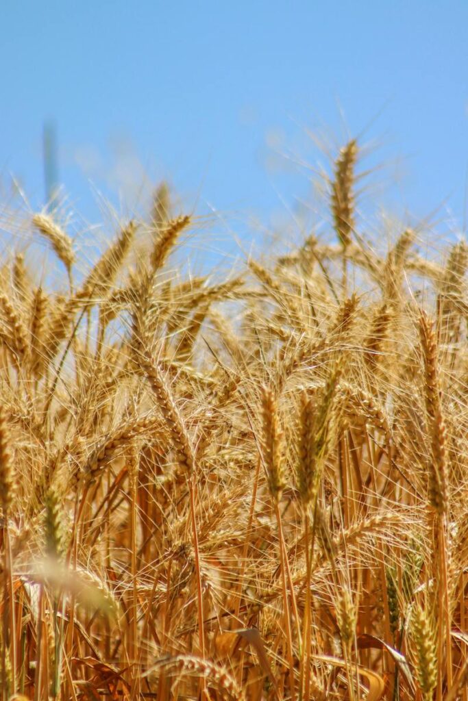 Focus sur l’alcool dans les soins capillaires 2