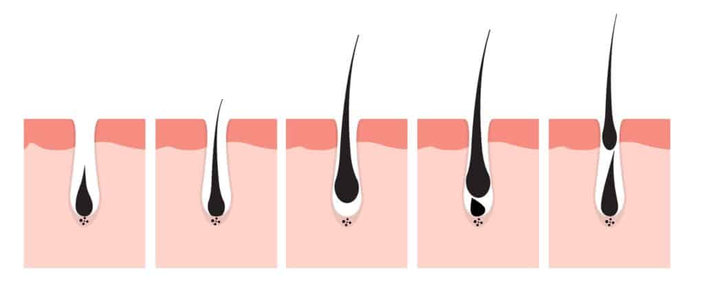 Anatomie du cheveu : de quoi est-il composé? 3