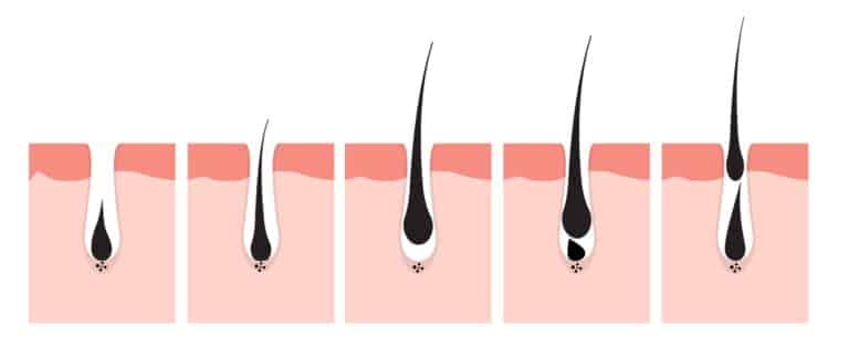 Anatomie Du Cheveu : Quelle Est La Composition Des Cheveux