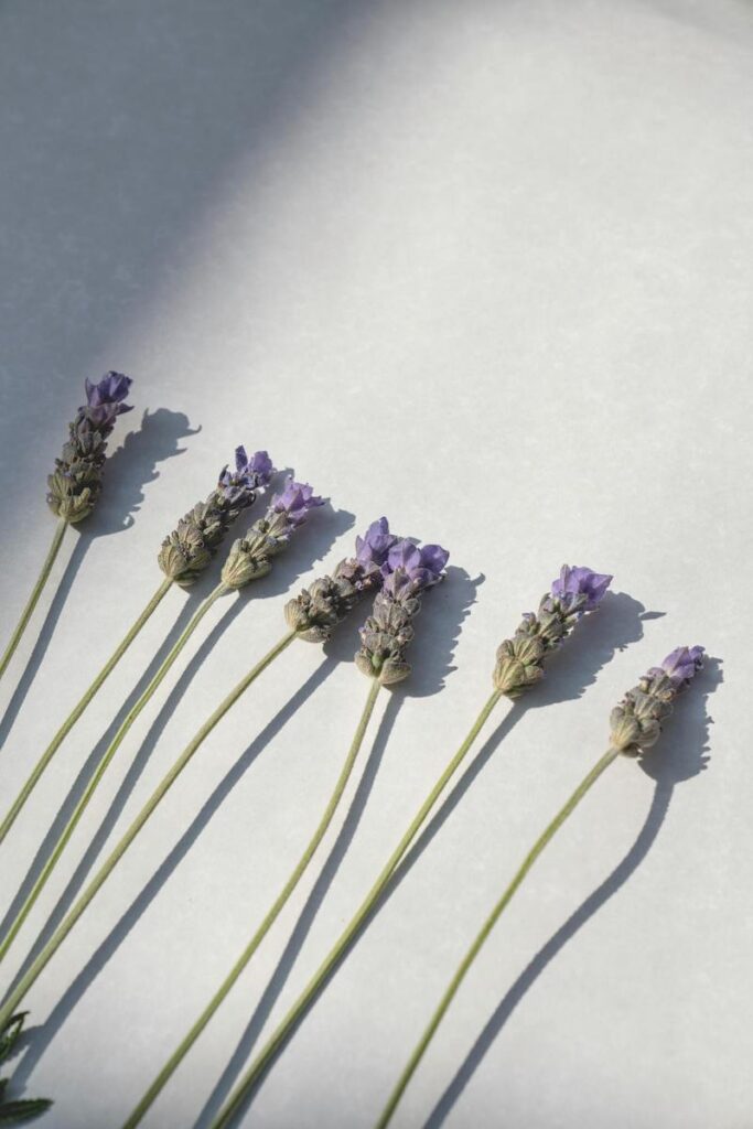Vegetable oils vs essential oils: which are really good for your hair? 7